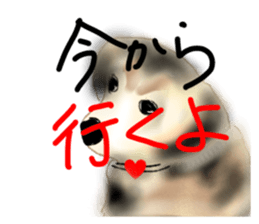27409115