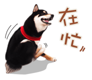 27492030