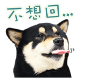 27492040