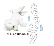 274961626