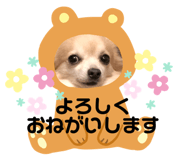 275114190