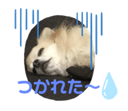 275114196