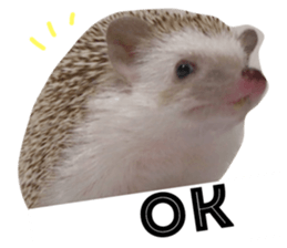 27513066