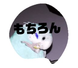 275182433