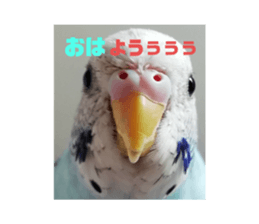 275182437