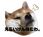 275293120