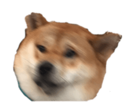 275533206