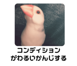 275583894