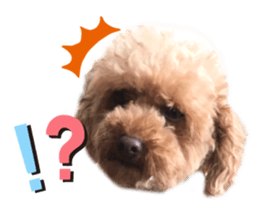 275798085