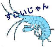 276264638