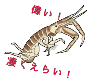 276264642