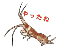 276264644