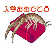 276264645