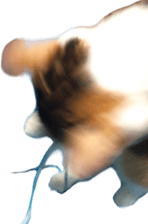 276313717