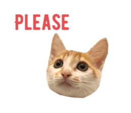 276339309