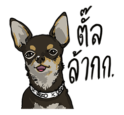 We are lovely pet รูปที่ 1