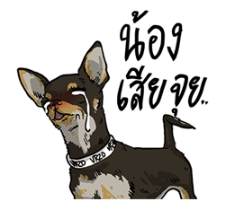 We are lovely pet รูปที่ 2