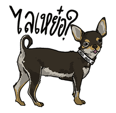 We are lovely pet รูปที่ 3