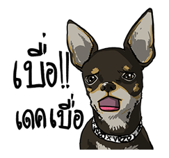 We are lovely pet รูปที่ 5