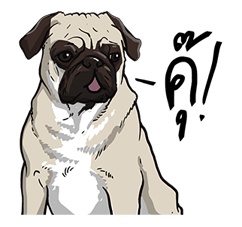 We are lovely pet รูปที่ 30