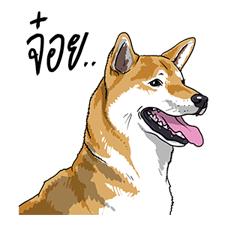 We are lovely pet รูปที่ 34