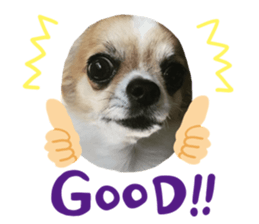 277183704