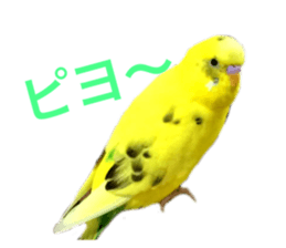 277932264