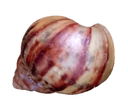 279016453