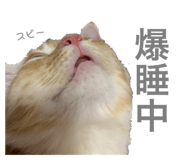 279312595