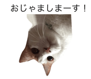 27940981