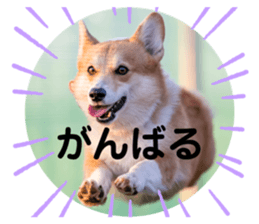 280181481