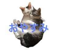 280854088