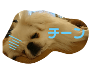 285701555