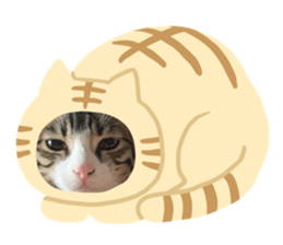 285886909