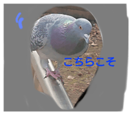 286531556