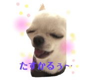 287004427