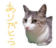 28752635