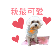 287532972