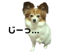 287599778