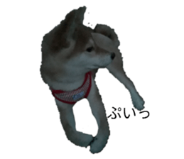 287631742