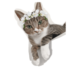 287708646