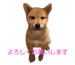 287880274