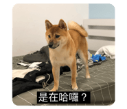288144814