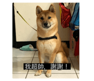 288144816