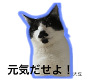 28890593