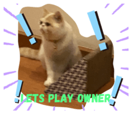 289242035