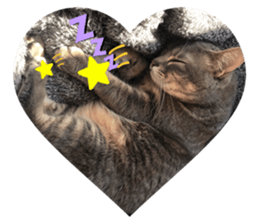 289527524