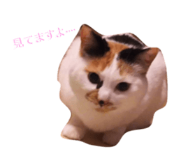 290215314
