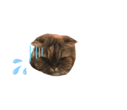 290645690