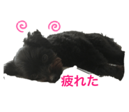 290820445